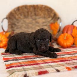 Houdini - Brown male Poodle puppy in Lavonia, Georgia from Peach Blossom Kennels