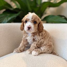 Cinnamon - Buff and white male Cockapoo puppy in Morehead, Kentucky from Critter Springs Farm
