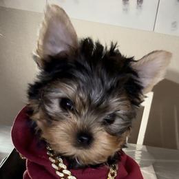 Yorkshire Terrier Puppies from Heaven_sent_toy_yorkies