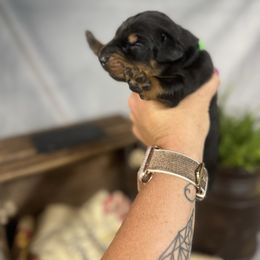 Florencia - Black and rust female Doberman Pinscher puppy in Aredale, Iowa from Royal Dynasty Dobermann Kennel