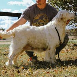 Cece - Golden Retriever