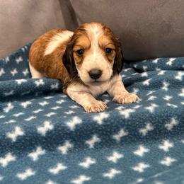 Glory - Piebald female Dachshund puppy in Troup, Texas from Darling Doxies