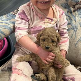 Freddy - Red  male Poodle puppy in Manassa, Colorado from Cami’s Colorado Cuties