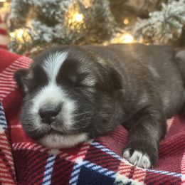 Aspen - Black and white female Siberian Husky puppy in Slippery Rock, Pennsylvania from Stone Ridge Huskies