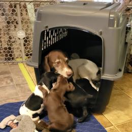 German Shorthaired Pointer Puppies from H LAVA C Pointers
