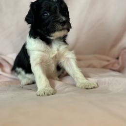 Oreo - Black and white female Bernedoodle puppy in Longmont, Colorado from Colorado Miniature Bernedoodle Puppies