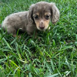 Boy 2 AKC - Chocolate and cream male Dachshund puppy in Lehigh Acres, Florida from Ruby Rose Dachshund Dynasty