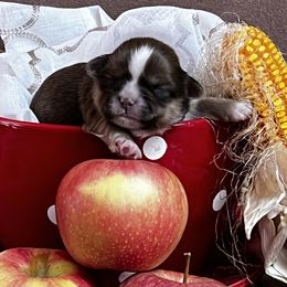 Shih Tzu Puppies from Meihem Pups