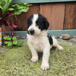 Oddie - Black and white male Saint Berdoodle puppy in Castle Rock, Washington from PNW Saint Berdoodles