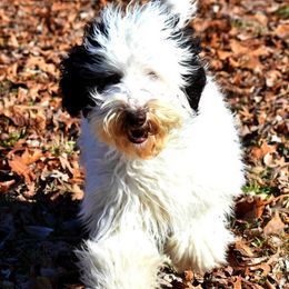 Australian Labradoodle All Grown Up from Cabin Hill Labradoodles