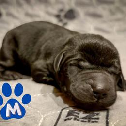 Blue Collar - Black male Labrador Retriever puppy in Franklin, Virginia from Oak Hollow Retrievers