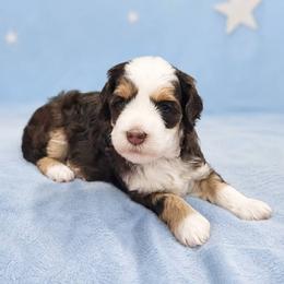 Country Morning Mocha - Chocolate male Australian Labradoodle puppy in Aumsville, Oregon from Country Morning Labradoodles