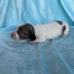 Stella - Dapple female Dachshund puppy in Hawley, Texas from Foxy’s Dachshunds & Toy Aussies