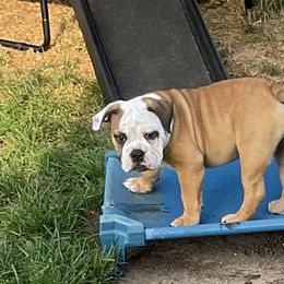 Bulldogs from Chrissy Wilkerson's Bulldogs