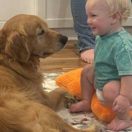 Golden Retrievers from Roberts Golden Retrievers