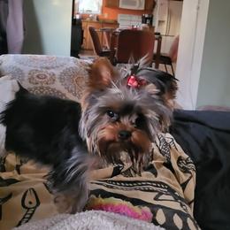 Fozzi - Yorkshire Terrier