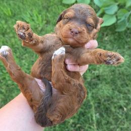 Brown Phantom - Brown male Bernedoodle puppy in Graham, Texas from 2 Rose Ranch Doodles