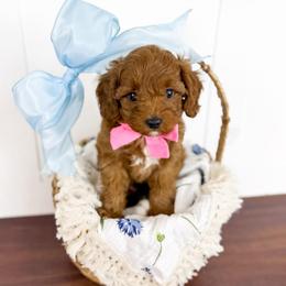 Piglet - pink collar boy - Red male Cavapoo puppy in Melbourne, Florida from Space Coast Doodle Co.