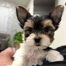 AKC Full Reg: Tommy - Parti male Yorkshire Terrier puppy in Ontario, California from Yorkie Wonderlands