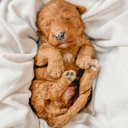 Frisco - Red  male Goldendoodle puppy in Iola, Texas from Supreme Doodles of Texas