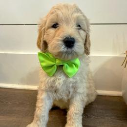 Romeo - Parti male Goldendoodle puppy in Social Circle, Georgia from Poppiedoodle Farms