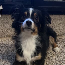 Paisley - Miniature American Shepherd