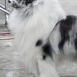 Shetland Sheepdogs from Deborah Devers's Shetland Sheepdogs