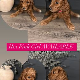 Goldendoodle Puppies from Sisters Doodles
