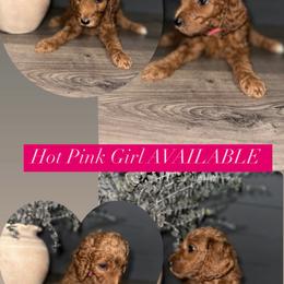 Goldendoodle Puppies from Sisters Doodles