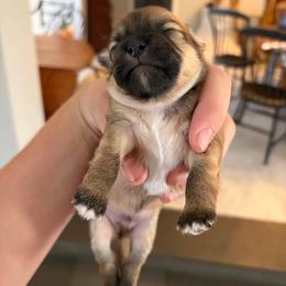 Grady - Sable spotted white male Chihuahua puppy in Eustis, Florida from Chichianna's Legacy