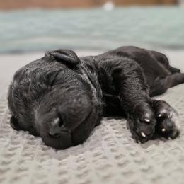 Poodle Puppies from Melinda Hammond