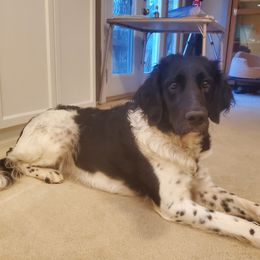 Frannie - Labradoodle