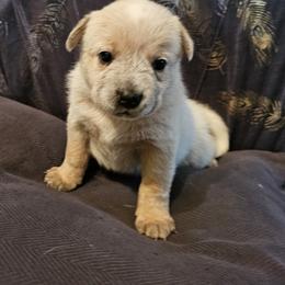 Prim - Red speckled female Australian Cattle Dog puppy in Sneedville, Tennessee from JoAnn's Australian Cattle Dogs