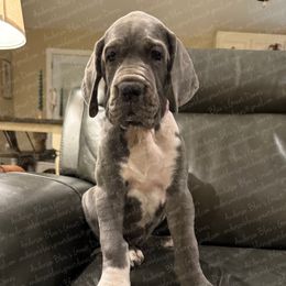 Stormy - Mantle female Great Dane puppy in Granbury, Texas from Anderson Blau’s Great Danes & French Bulldogs