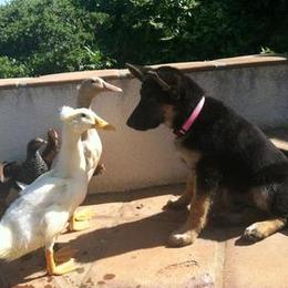 German Shepherd Puppies from Central Coast German Shepherds