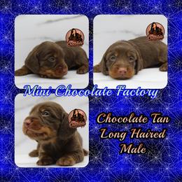 Chocolate tan long haired - Chocolate and tan male Dachshund puppy in Liberty, Texas from Mini Chocolate Factory