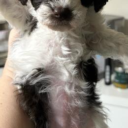 Crystal - Parti female Poodle puppy in Mineral Wells, Texas from S.H.A.R.P.’s Toy Poodles