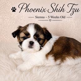 Sienna - Tricolor female Shih Tzu puppy in Hayden, Idaho from Phoenix Shih Tzu