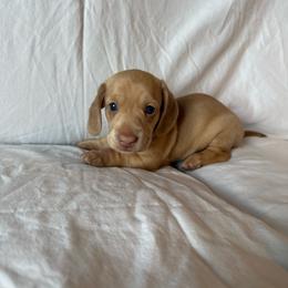 Hunter - Cream male Dachshund puppy in Perris, California from Doxie_pupps