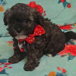 Kylo Ren - Black & tan tri-color male Maltipoo puppy in Sahuarita, Arizona from Cowgirl's Legacy Maltipoos
