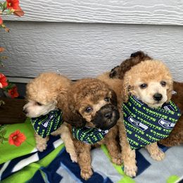 Goldendoodle and Poodle Puppies from South Sound Doodles