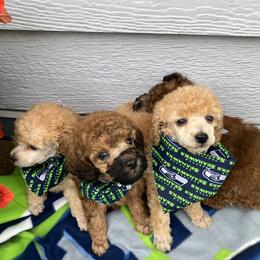 Goldendoodle and Poodle Puppies from South Sound Doodles