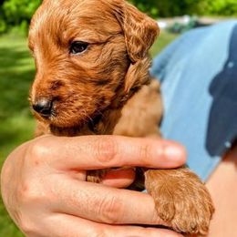 "Dark Blue (male)" Goldendoodle Puppies from Goshen Doodles