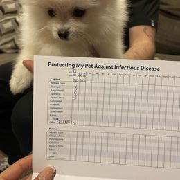Pomeranian Puppies from PomPalace