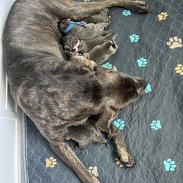 Cane Corso from Westland Kennels