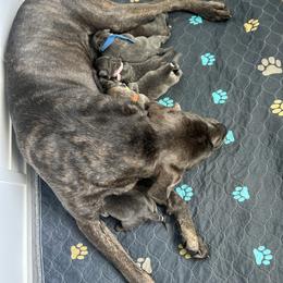 Cane Corso from Westland Kennels