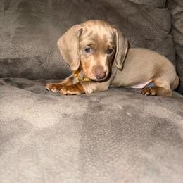 Champ - Fawn (isabella) and tan male Dachshund puppy in Homestead, Florida from Weenie Land Miami