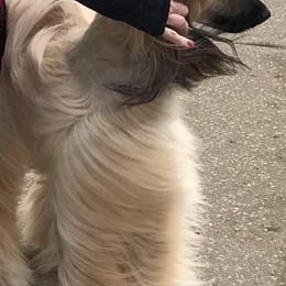 Afghan Hounds from Swanah