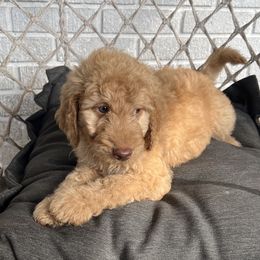 Goldendoodle Puppies from Moon Goldendoodles
