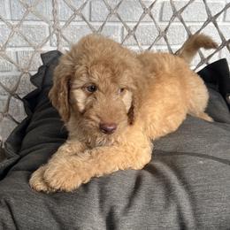 Goldendoodle Puppies from Moon Goldendoodles